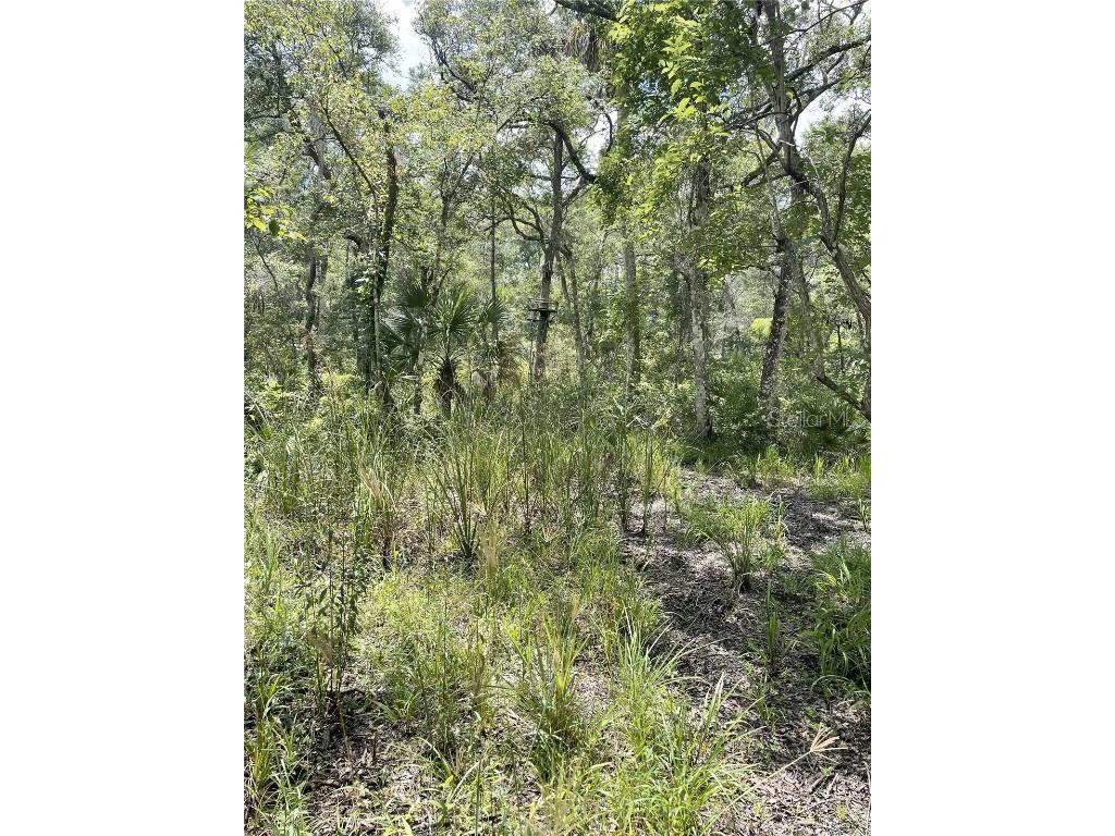 0000 SW County Road 347 Chiefland FL 32626 OM705766 image9