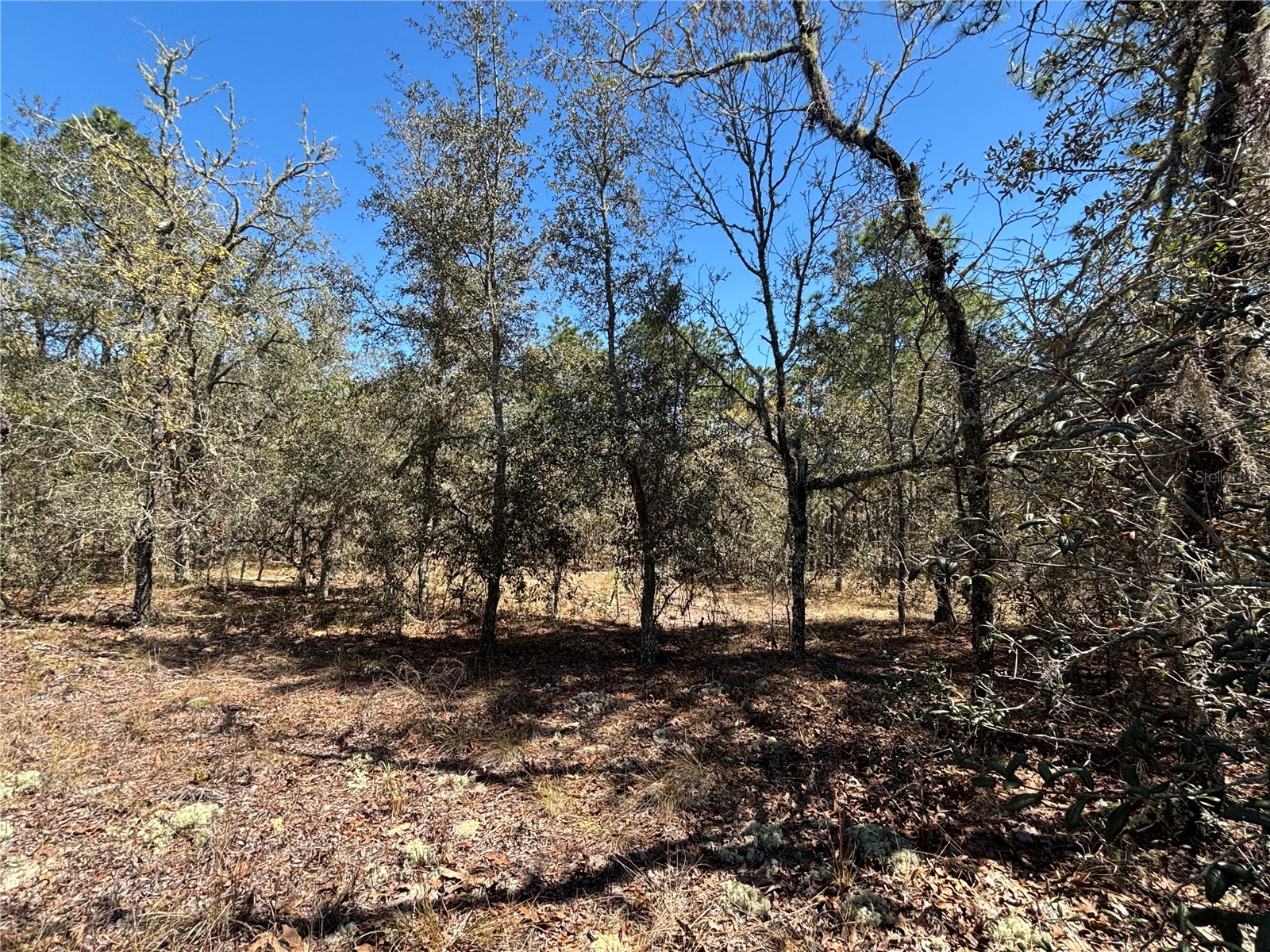 0000 SW Hillcrest Avenue Dunnellon FL 34431 OM721567 image1