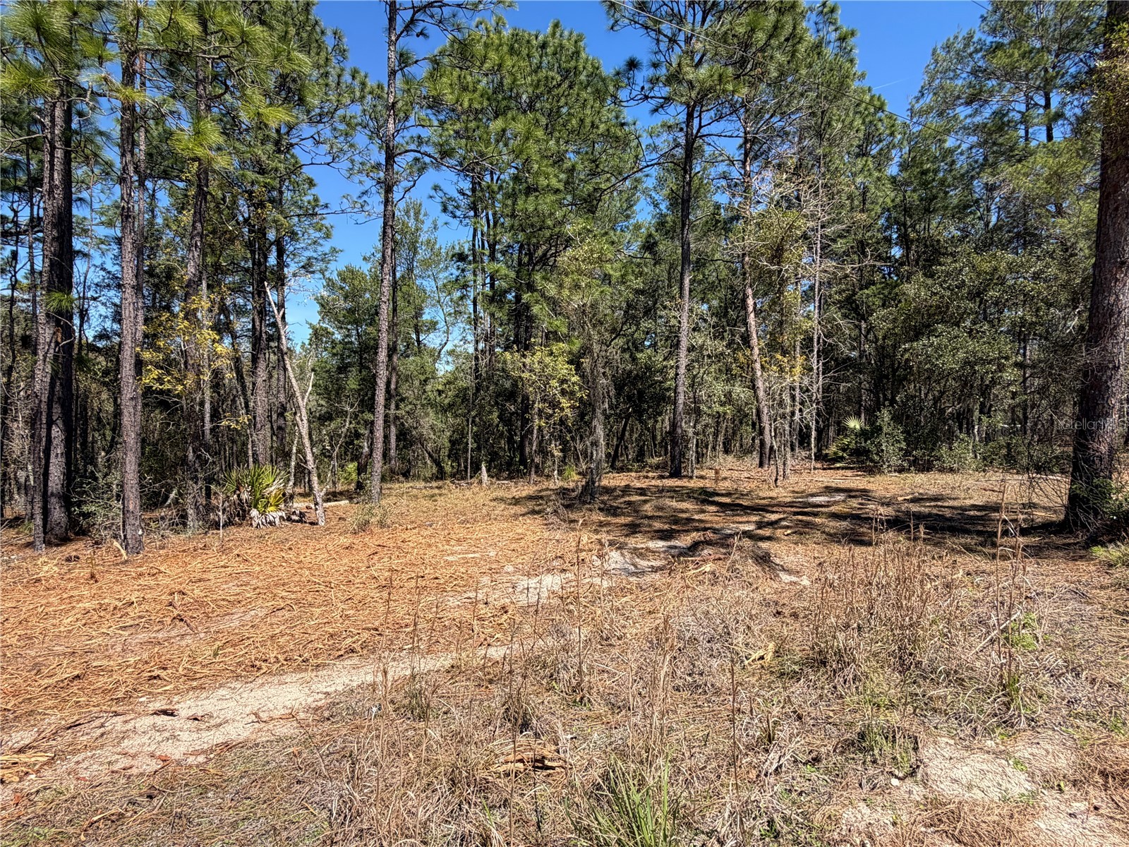 00000 SE 58th Place Morriston FL 32668 W7884090 image1