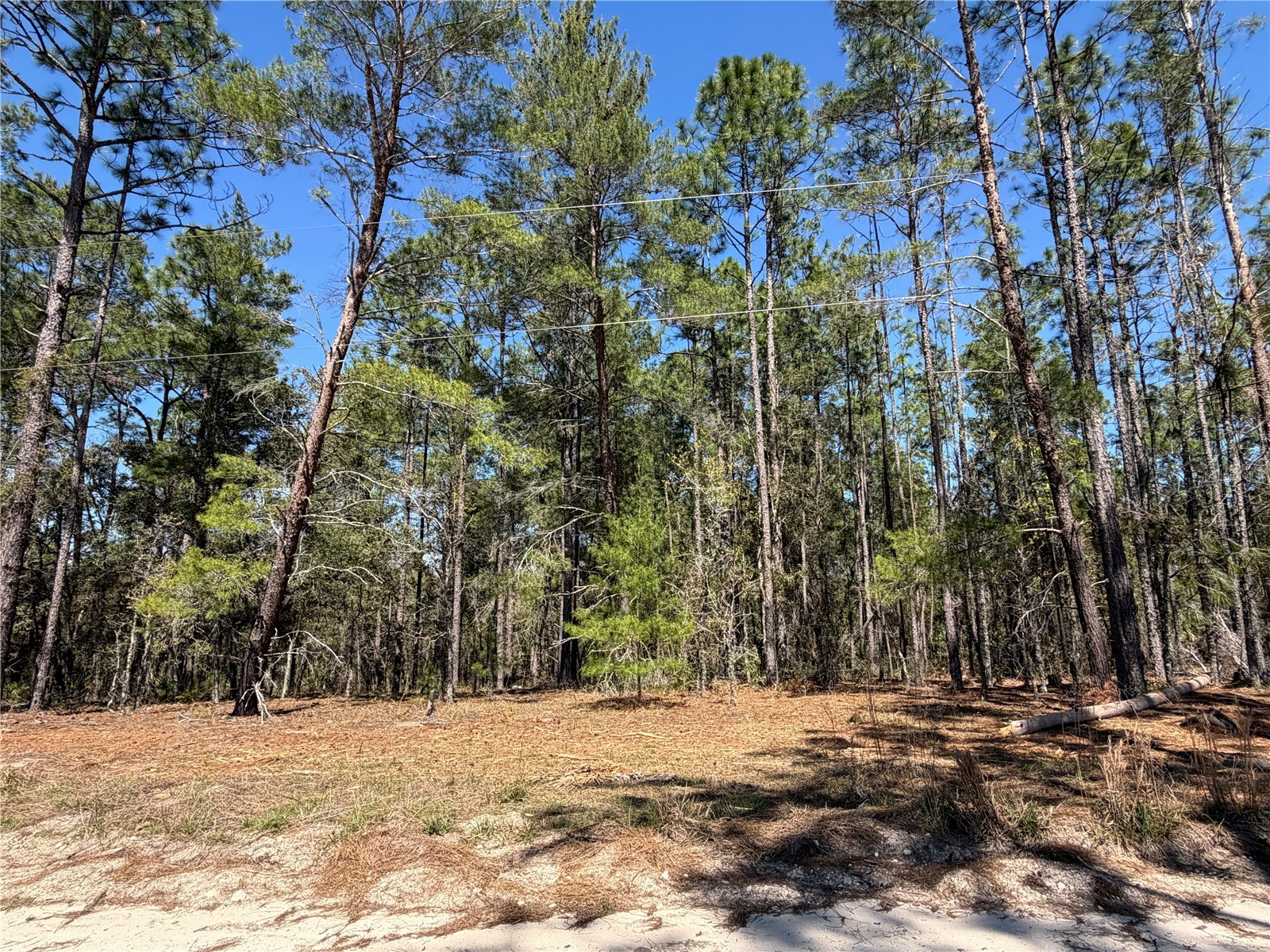 00000 SE 58th Place Morriston FL 32668 W7884090 image2