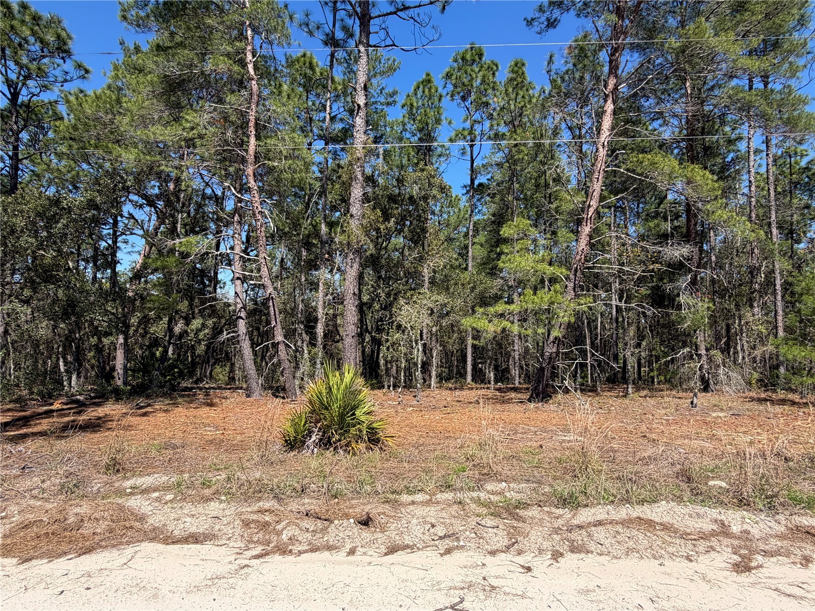00000 SE 58th Place Morriston FL 32668 W7884090 image4