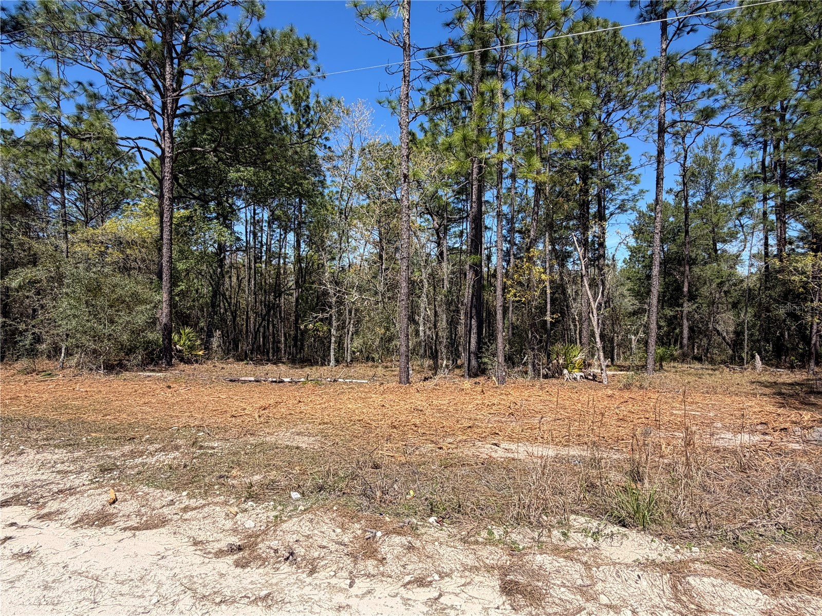 00000 SE 58th Place Morriston FL 32668 W7884090 image6