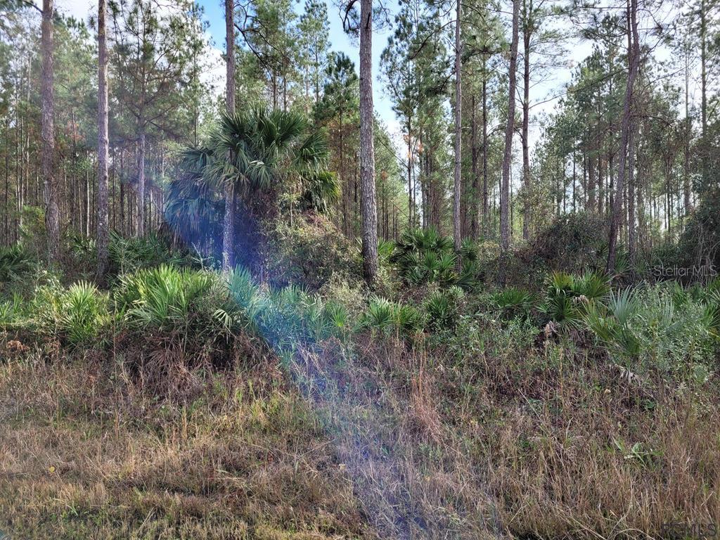 000C County Road 302 Bunnell FL 32110 FC274085 image2