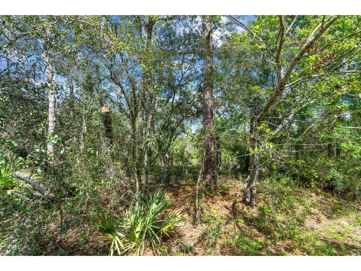 0024 Guava Pass Drive Ocklawaha FL 32179 TB8421632 image18