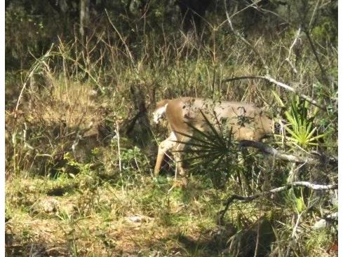 01 Unnamed Spring Hill FL 34610 TB8362819 image31