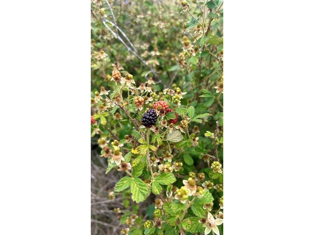 01 Unnamed Spring Hill FL 34610 TB8362819 image33