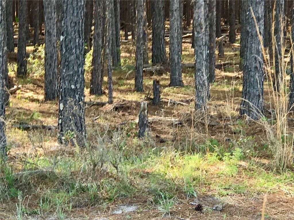 01 Unnamed Spring Hill FL 34610 TB8362819 image39