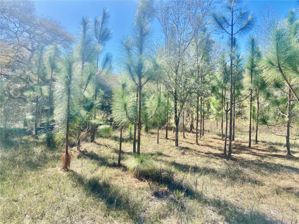 01 Unnamed Spring Hill FL 34610 TB8362819 image4