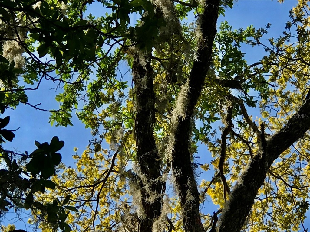 01 Unnamed Spring Hill FL 34610 TB8362819 image40