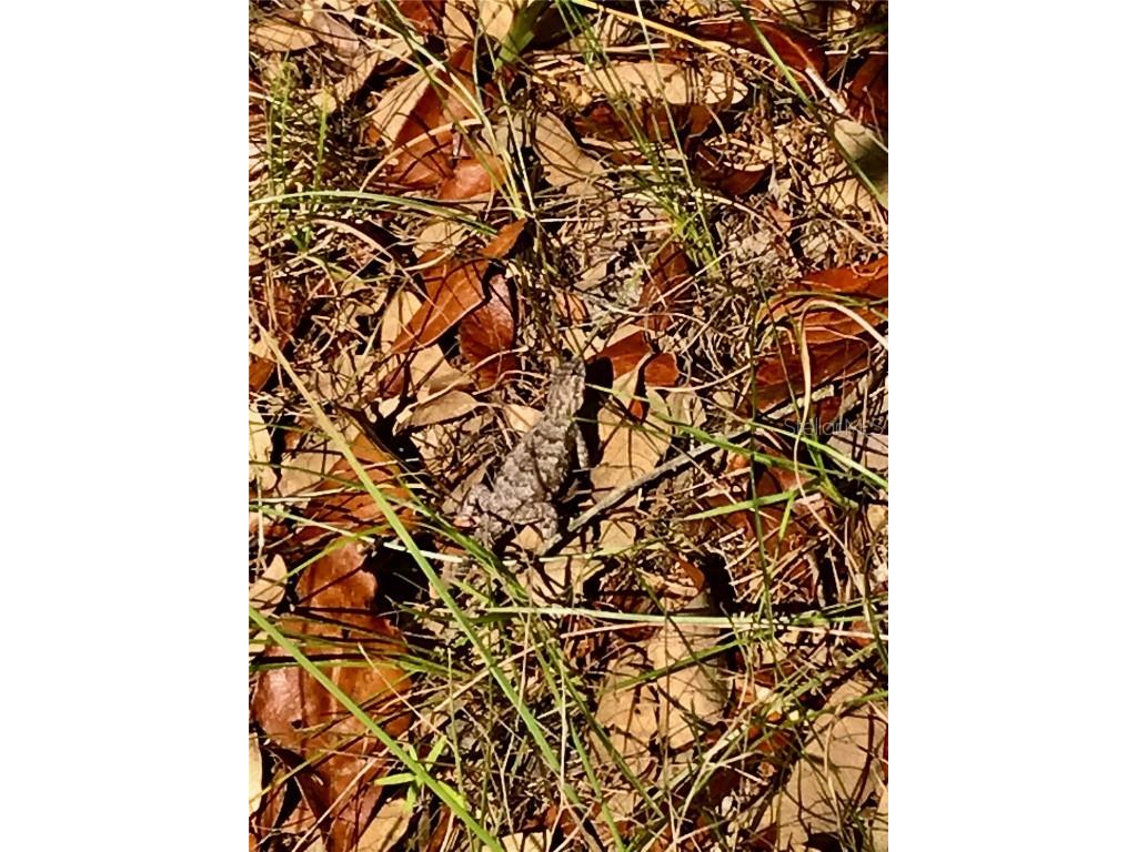 01 Unnamed Spring Hill FL 34610 TB8362819 image45