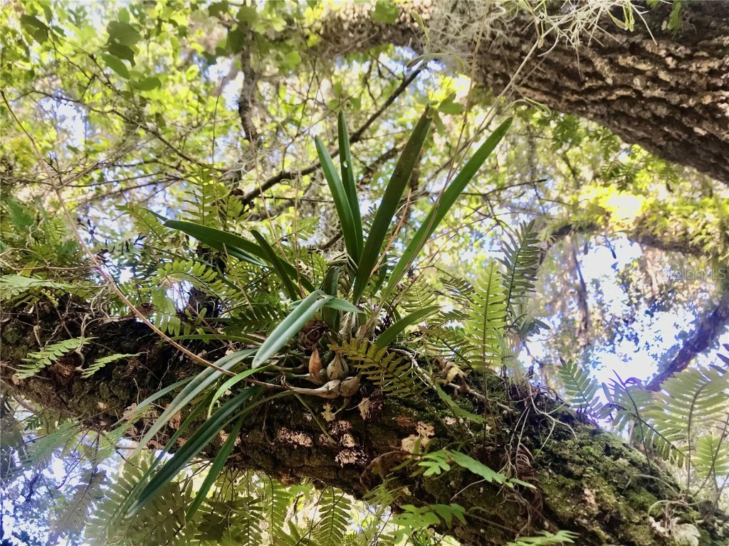 01 Unnamed Spring Hill FL 34610 TB8362819 image49