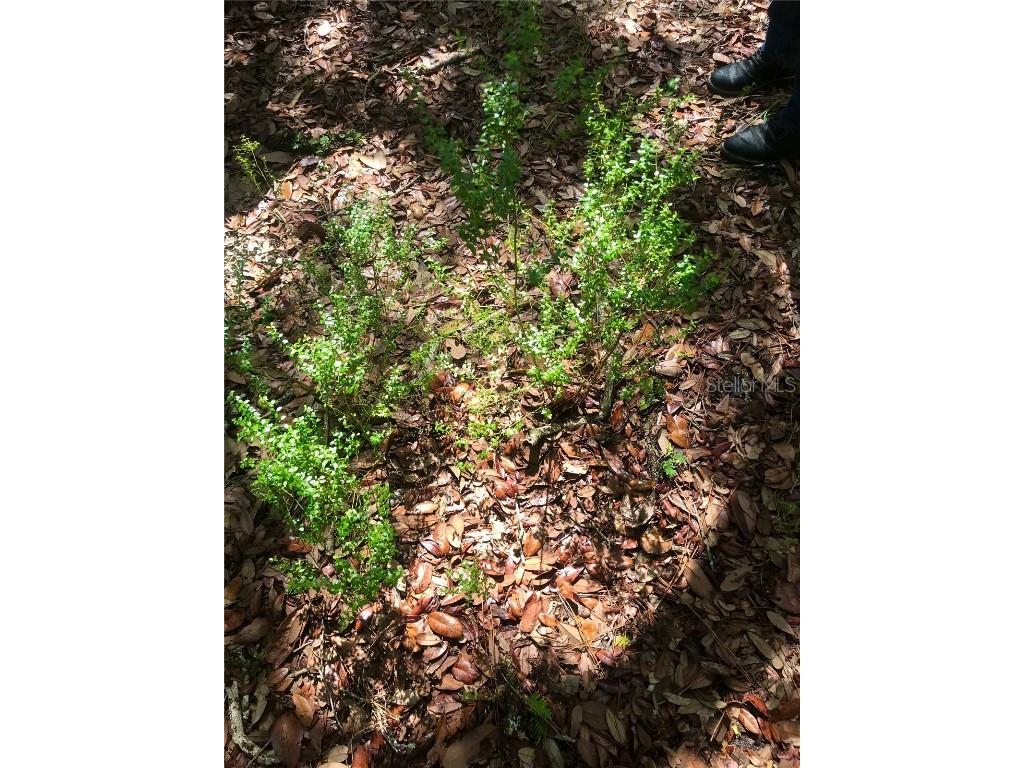 01 Unnamed Spring Hill FL 34610 TB8362819 image53