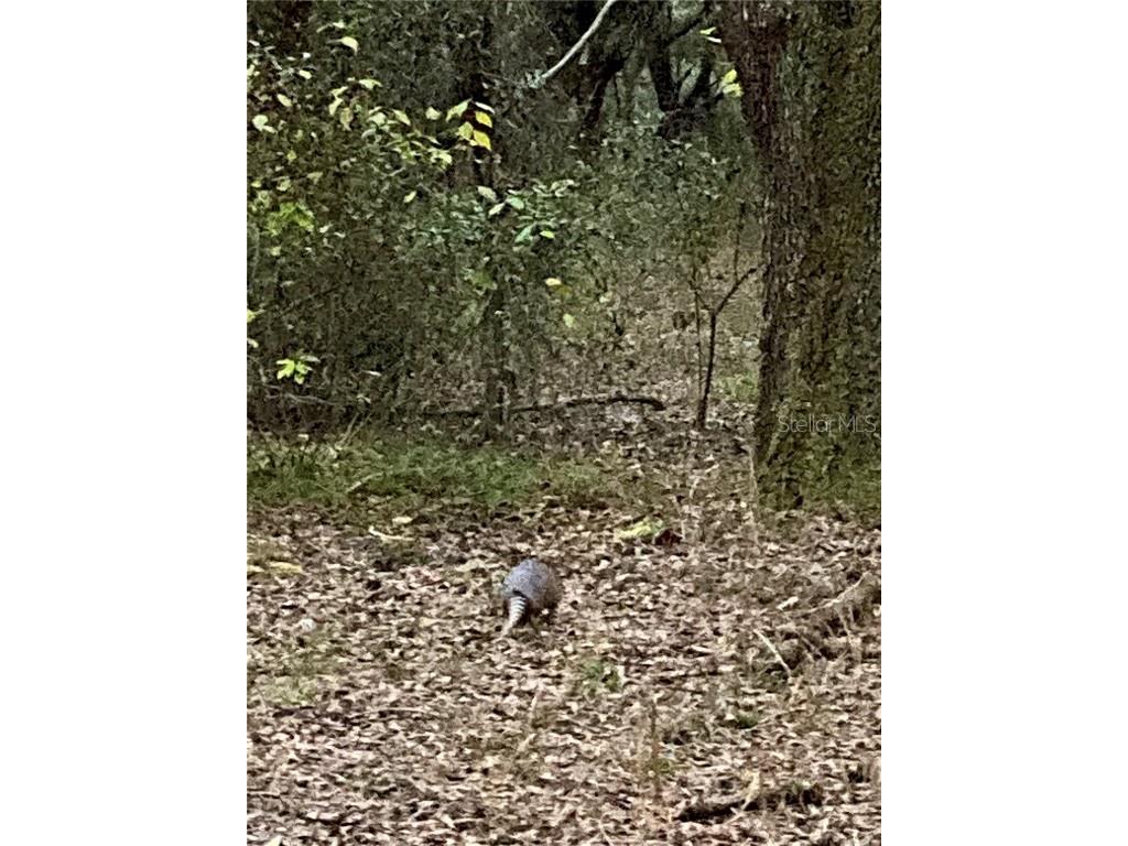 01 Unnamed Spring Hill FL 34610 TB8362819 image61