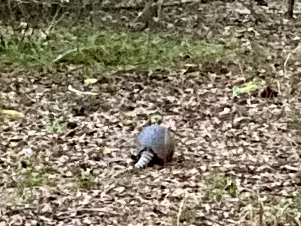 01 Unnamed Spring Hill FL 34610 TB8362819 image62