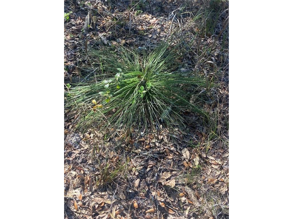 01 Unnamed Spring Hill FL 34610 TB8362819 image72