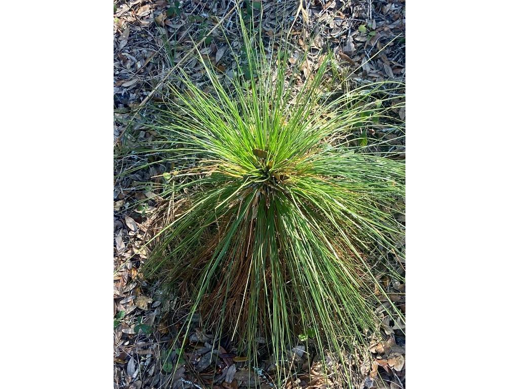 01 Unnamed Spring Hill FL 34610 TB8362819 image73