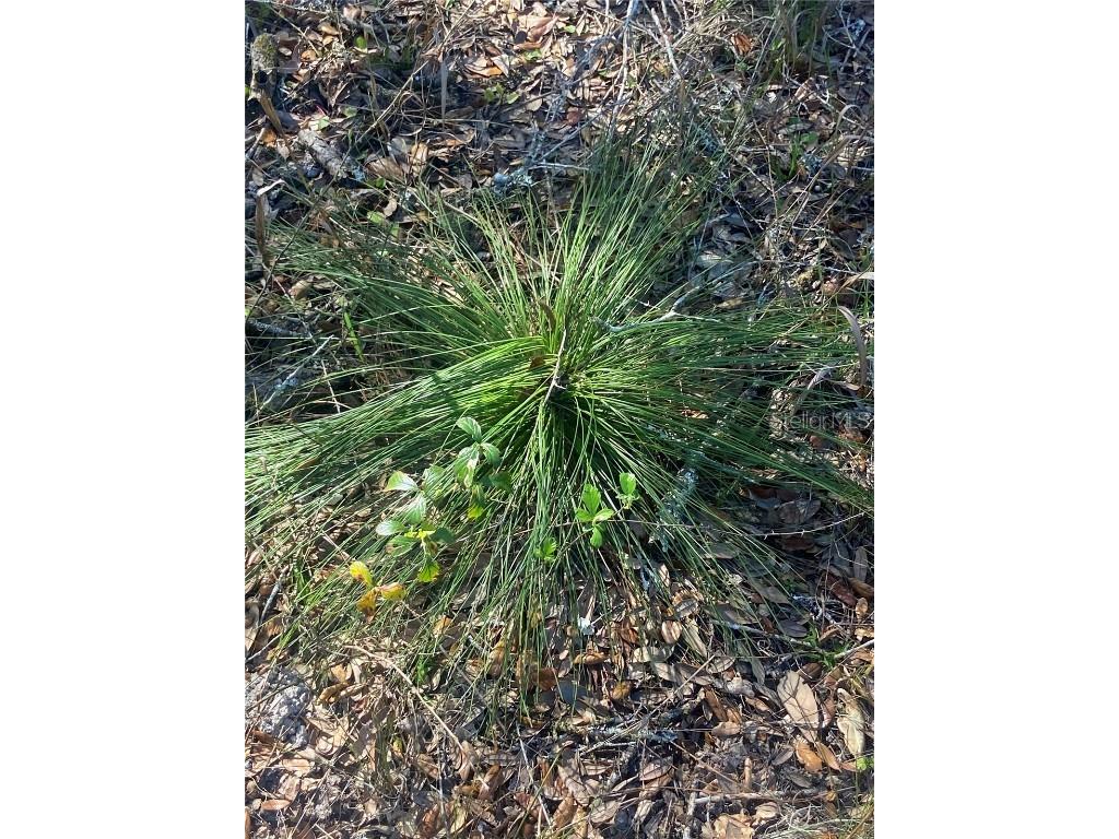 01 Unnamed Spring Hill FL 34610 TB8362819 image74