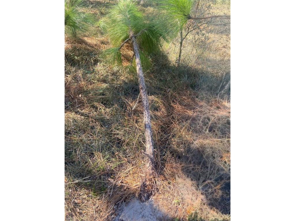 01 Unnamed Spring Hill FL 34610 TB8362819 image76