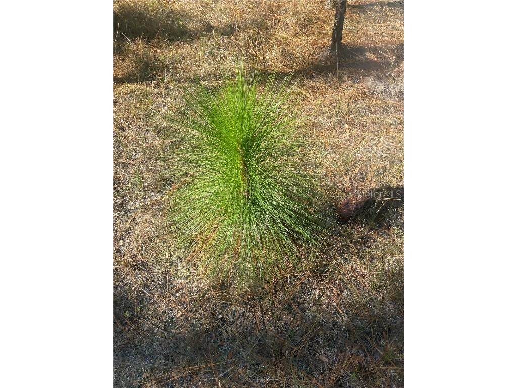 01 Unnamed Spring Hill FL 34610 TB8362819 image81