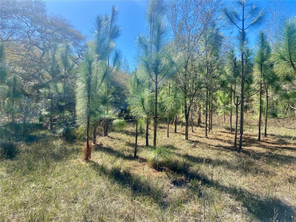 01 Unnamed Spring Hill FL 34610 TB8362819 image82