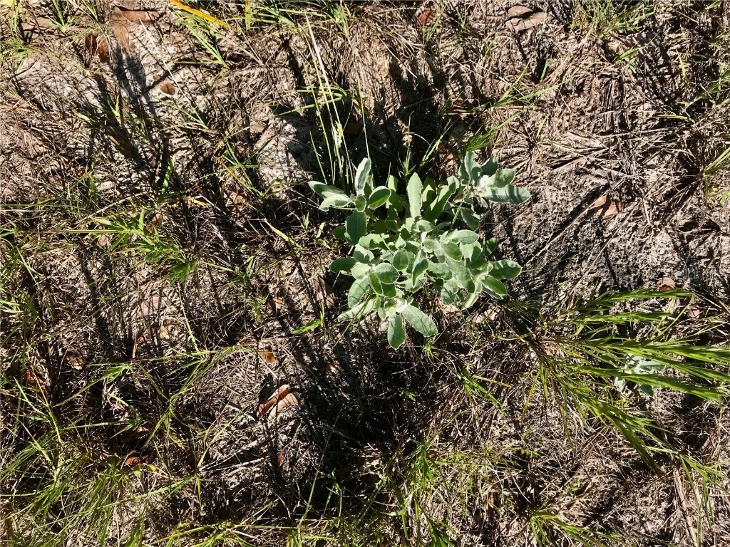 01 Unnamed Spring Hill FL 34610 TB8362819 image88