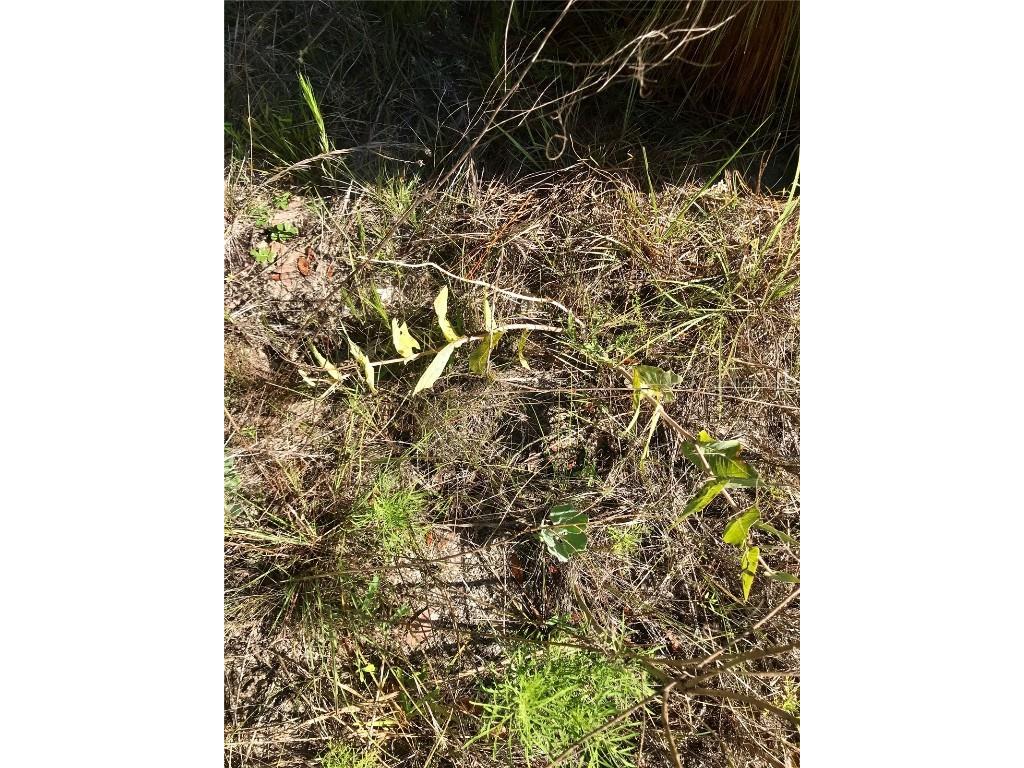 01 Unnamed Spring Hill FL 34610 TB8362819 image89