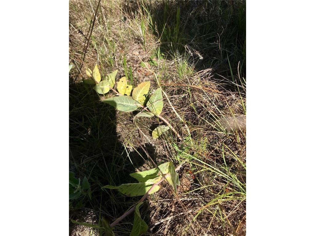 01 Unnamed Spring Hill FL 34610 TB8362819 image90