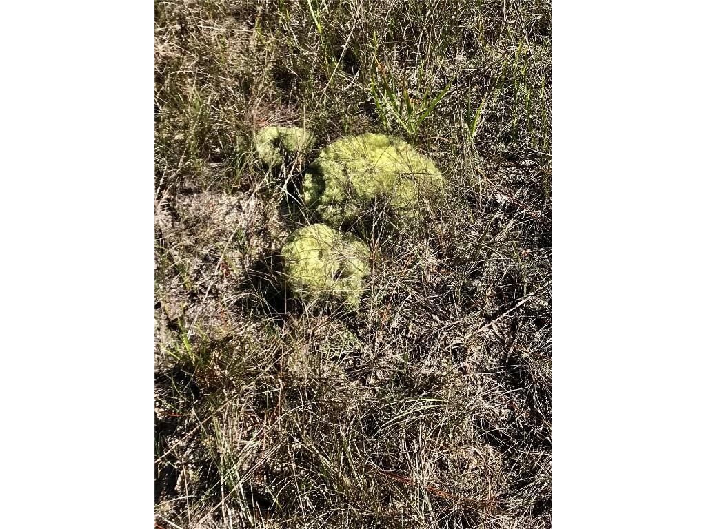 01 Unnamed Spring Hill FL 34610 TB8362819 image91