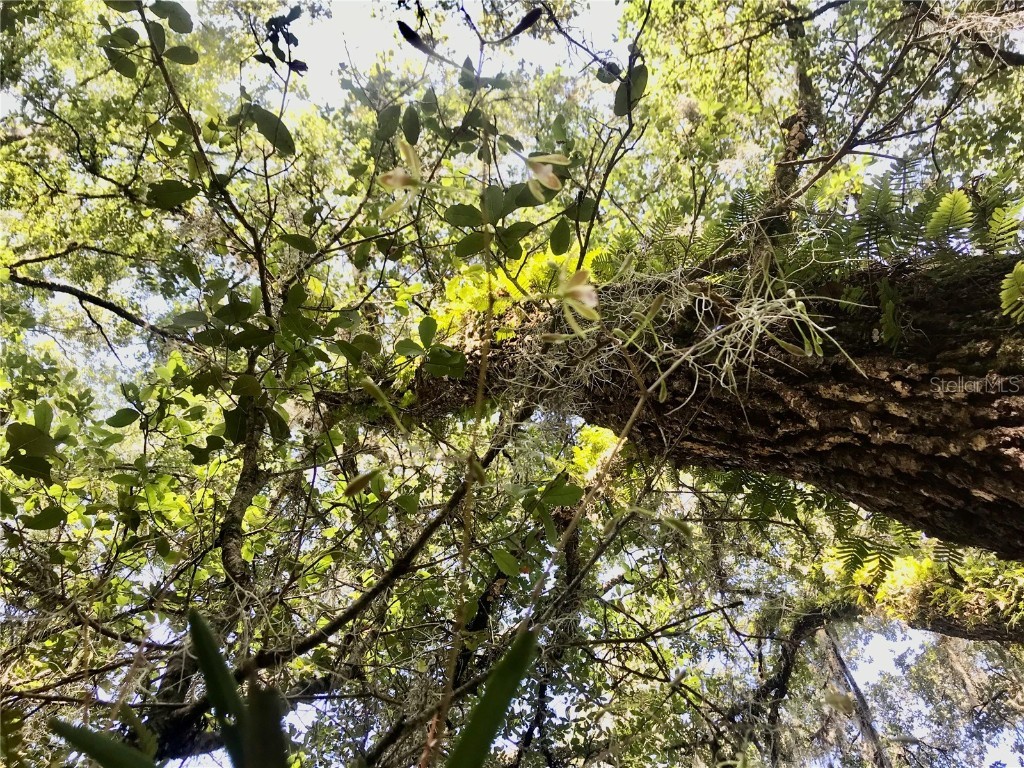 01 Unnamed Spring Hill FL 34610 TB8362819 image95