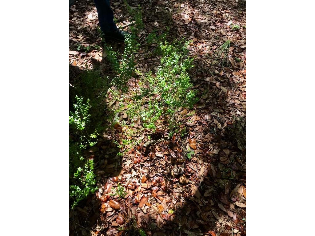 01 Unnamed Spring Hill FL 34610 TB8362819 image98