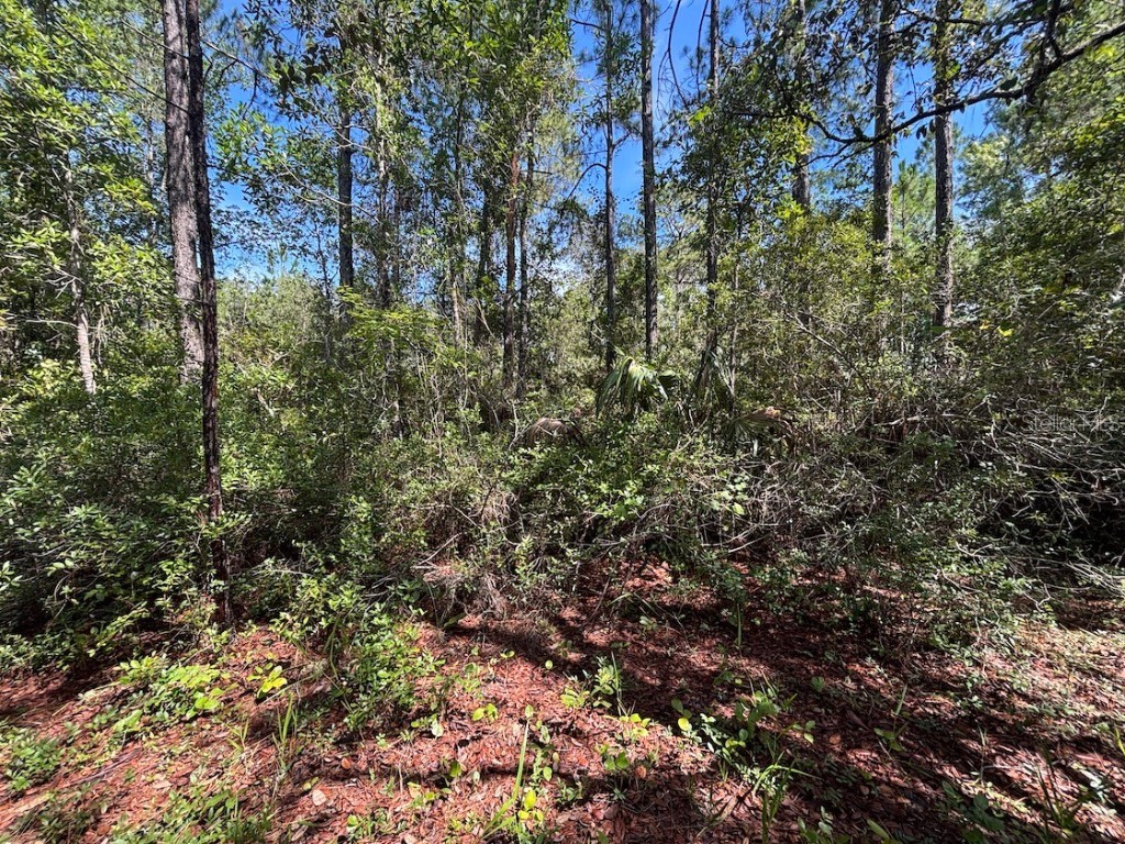 1 4057-0797 Fort Mc Coy FL 32134 TB8407342 image3