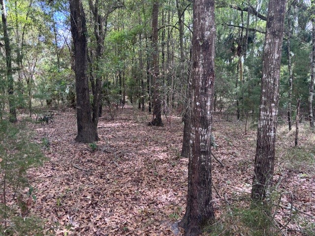 1.77 acres NW 73 Street Chiefland FL 32626 GC539222 image1