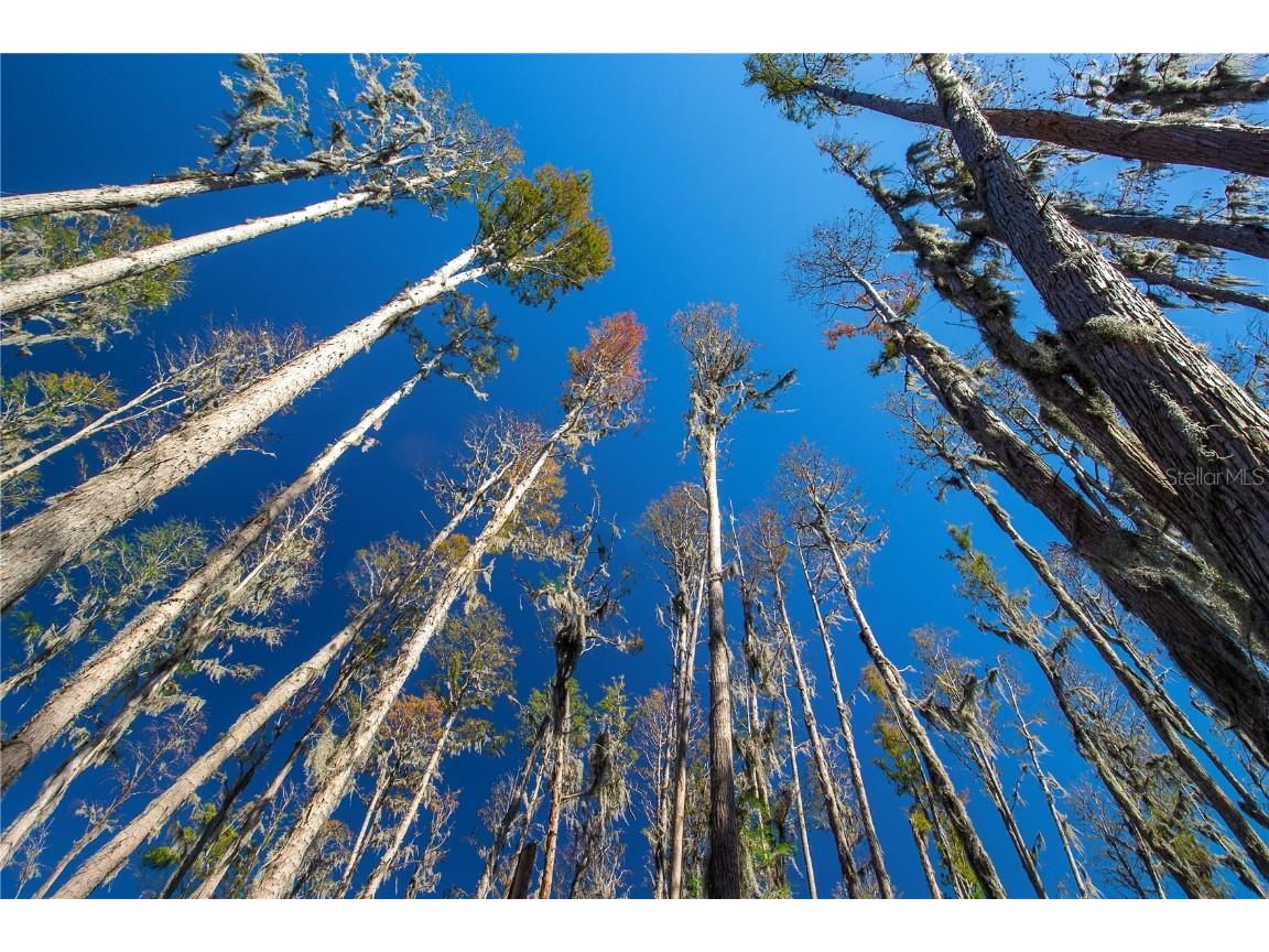 1 Alderman Turner Road Wimauma FL 33598 - LAKE CARLTON TB8363557 image14