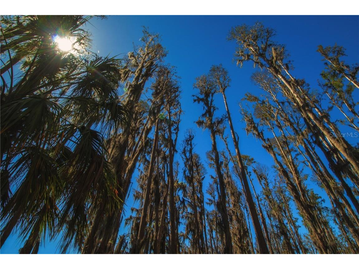 1 Alderman Turner Road Wimauma FL 33598 - LAKE CARLTON TB8363557 image16