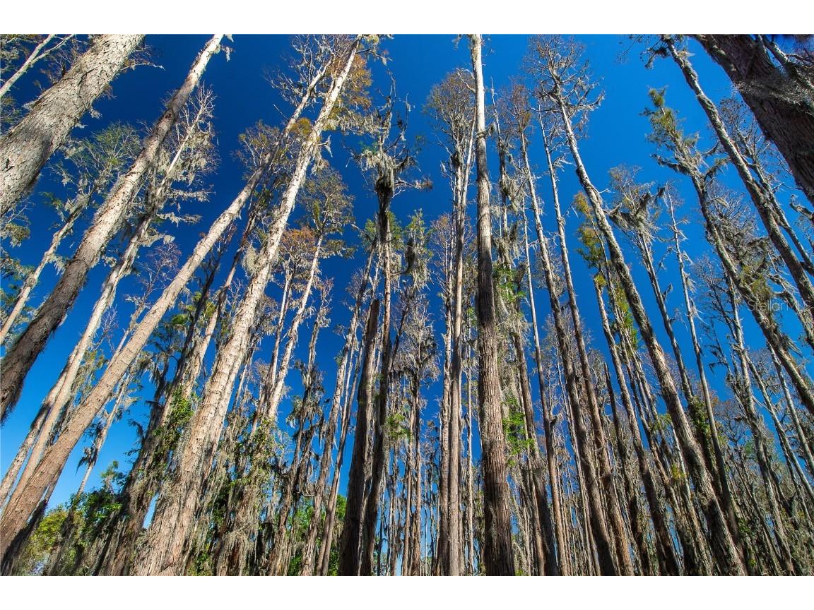 1 Alderman Turner Road Wimauma FL 33598 - LAKE CARLTON TB8363557 image3