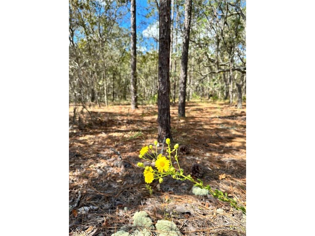 10 Apple Court Homosassa FL 34446 TB8346446 image1