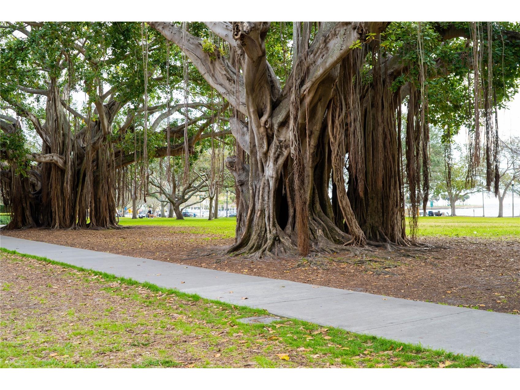 100 4th Avenue S #216 Saint Petersburg FL 33701 TB8507143 image38