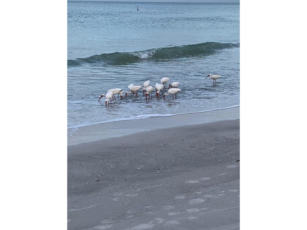 100 Bluff View Drive #306C Belleair Bluffs FL 33770 - CLEARWATER BAY TB8404581 image72