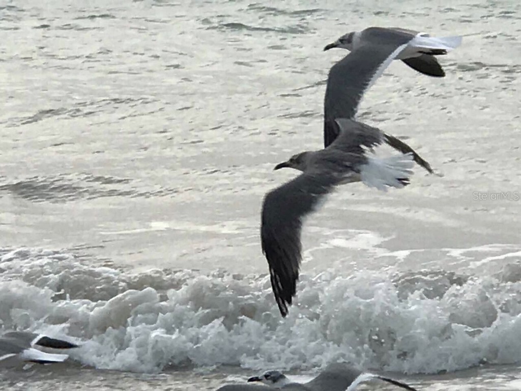 100 Bluff View Drive #415A Belleair Bluffs FL 33770 - INTRACOASTAL WATERWAY TB8333241 image59