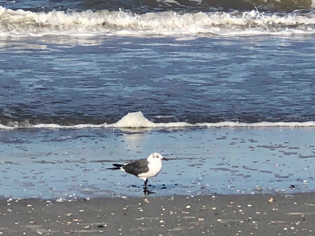 100 Bluff View Drive #415A Belleair Bluffs FL 33770 - INTRACOASTAL WATERWAY TB8333241 image66