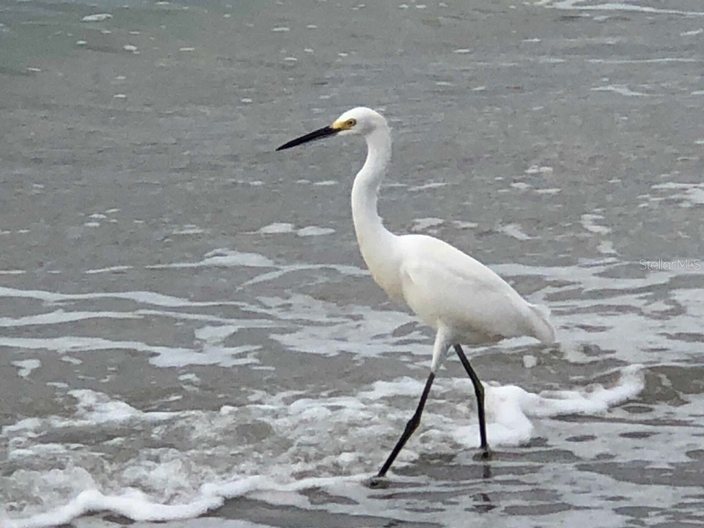 100 Bluff View Drive #415A Belleair Bluffs FL 33770 - INTRACOASTAL WATERWAY TB8333241 image67