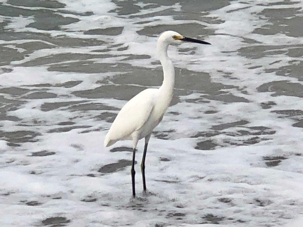 100 Bluff View Drive #415A Belleair Bluffs FL 33770 - INTRACOASTAL WATERWAY TB8333241 image68