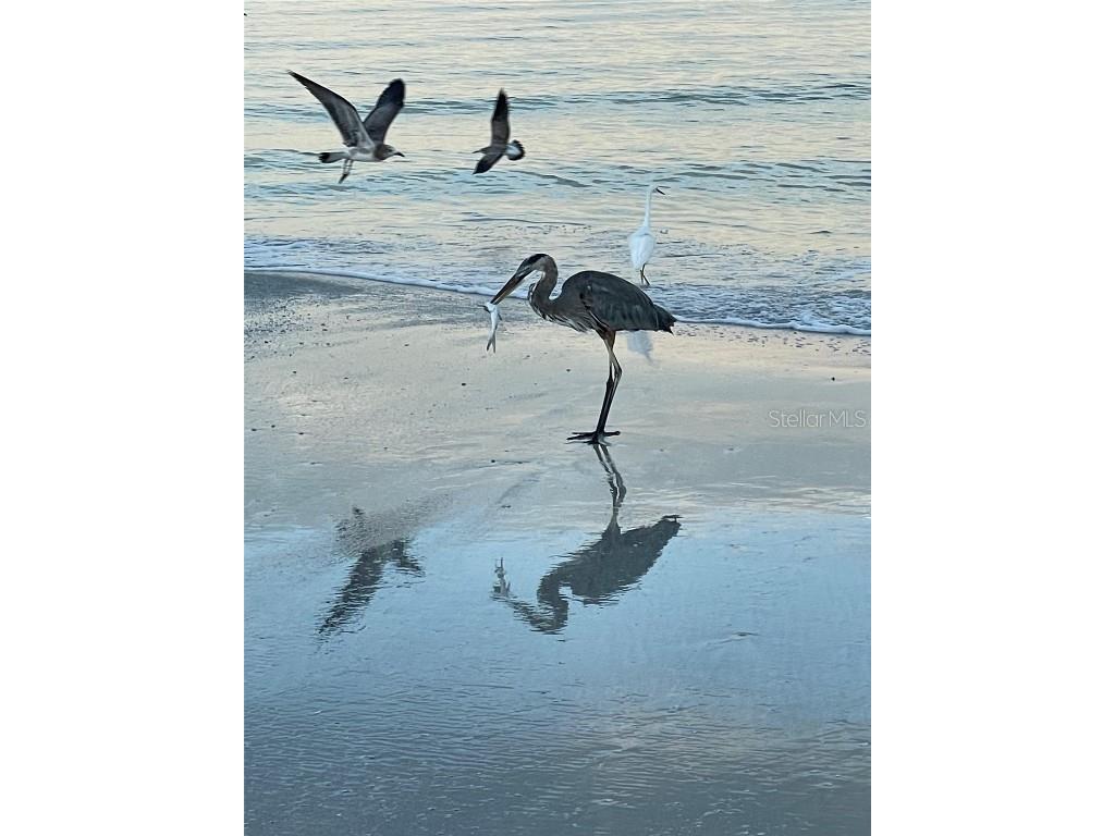 100 Bluff View Drive #511C Belleair Bluffs FL 33770 - CLEARWATER BAY TB8394847 image57