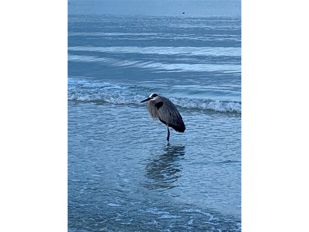 100 Bluff View Drive #511C Belleair Bluffs FL 33770 - CLEARWATER BAY TB8394847 image58