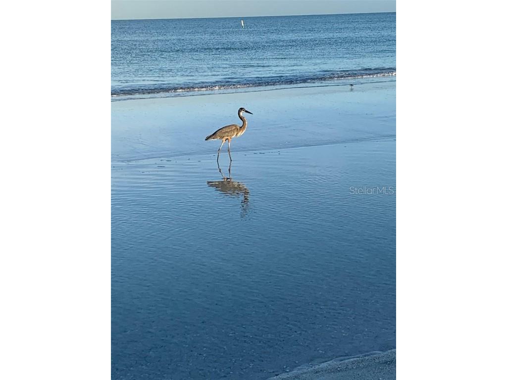 100 Bluff View Drive #514C Belleair Bluffs FL 33770 - CLEARWATER BAY + INTRACOASTAL TB8389437 image55