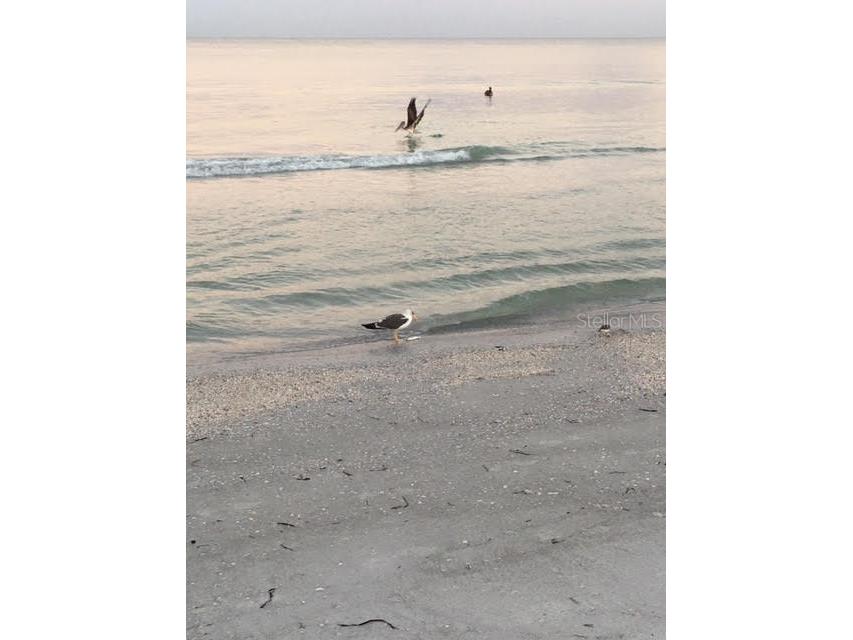 100 Bluff View Drive #608C Belleair Bluffs FL 33770 - CLEARWATER BAY TB8413949 image83