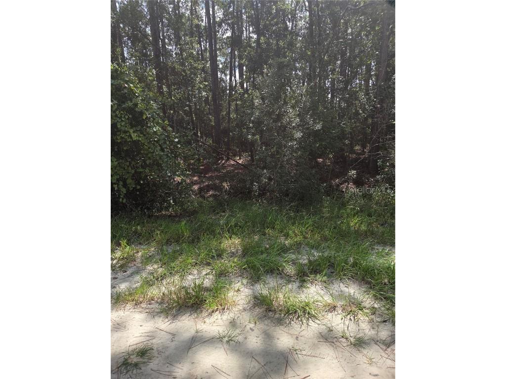 100 Palmetto Lane Georgetown FL 32139 V4944939 image2