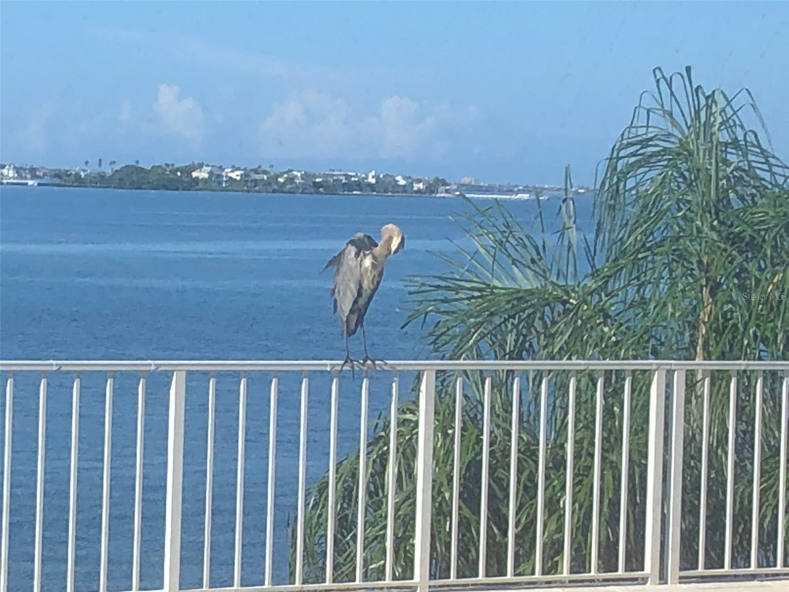 100 Pierce Street #305 Clearwater FL 33756 TB8465485 image29