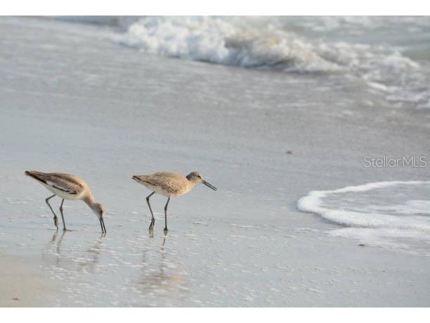 100 Windrush Boulevard #2 Indian Rocks Beach FL 33785 - PINELLAS COUNTY INTRACOASTAL TB8441049 image63