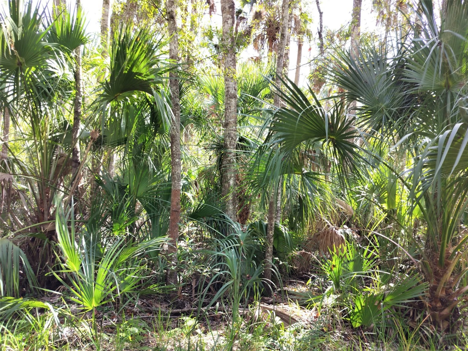 10008 W Pennsylvania Street Homosassa FL 34448 TB8446563 image10